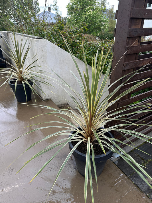 Cordyline australis 'Torbay Dazzler' - drekakylfurót