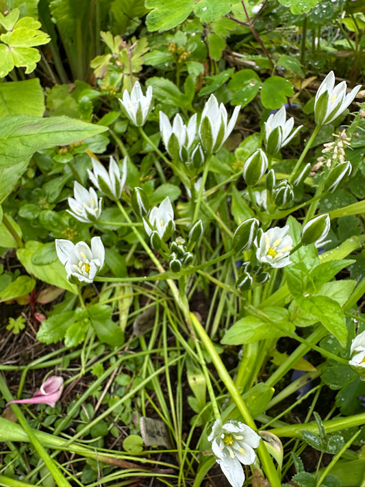 Ornithogalum umbellatum - sveipfuglamjólk