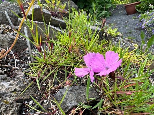 Dianthus carthusianorum 'Rupert's Pink' - keisaradrottning