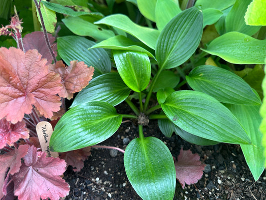 Hosta 'Devon Green' - brúska