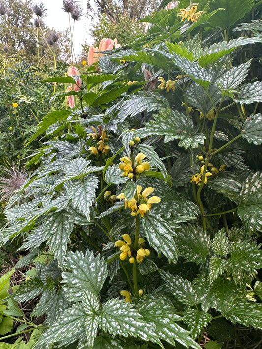 Lamium galeobdolon 'Herman's Pride' - gulltvítönn
