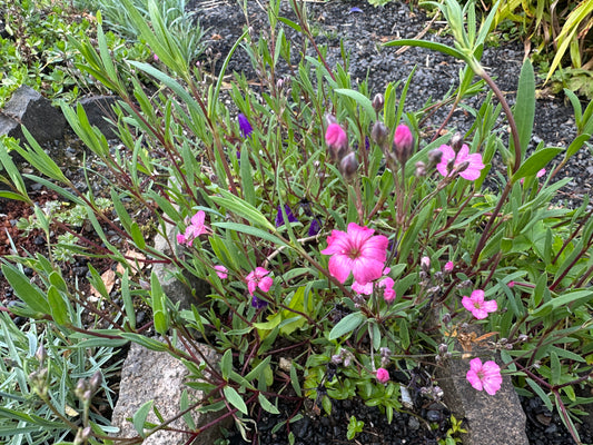 Gypsophila repens 'Rosea' - dvergaslæða