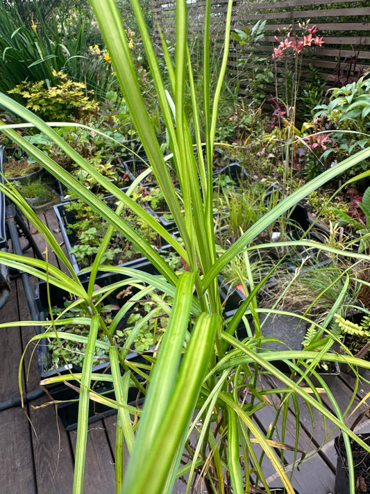 Carex muskingumensis 'Silberstreif' - pálmastör