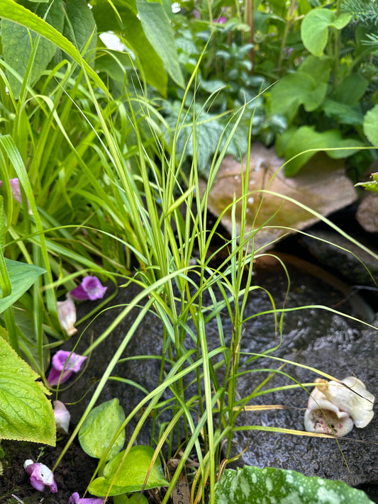 Carex muskingumensis 'Silberstreif' - pálmastör