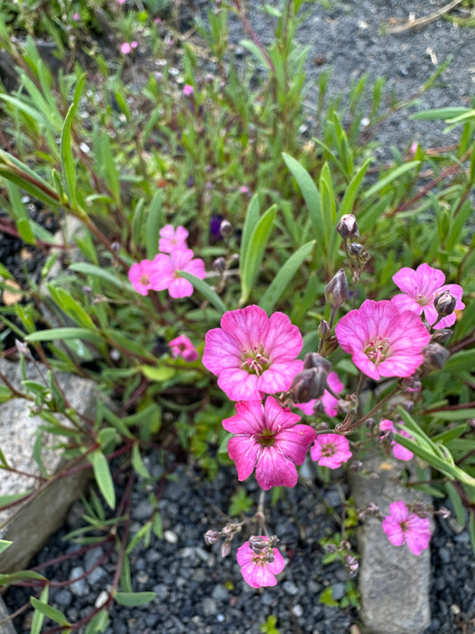 Gypsophila repens 'Rosea' - dvergaslæða