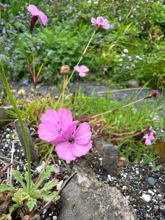 Dianthus carthusianorum 'Rupert's Pink' - keisaradrottning