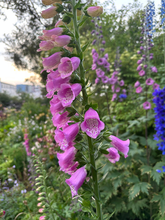 Digitalis purpurea, blanda - fingurbjargarblóm