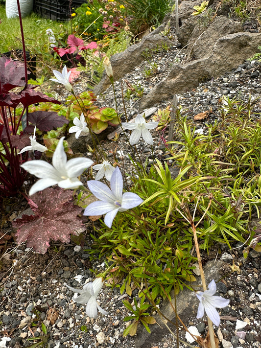 Wahlenbergia albomarginata - aurabikar