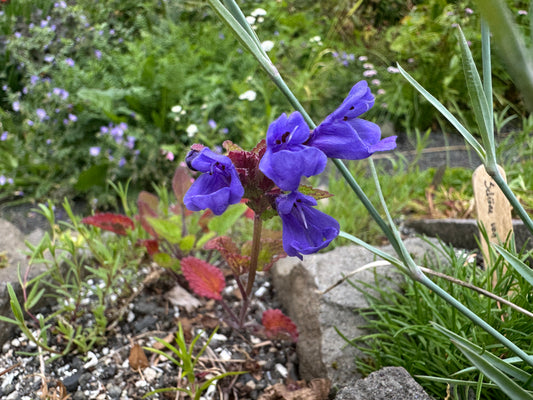 Dracocephalum rupestre - klettadrekakollur