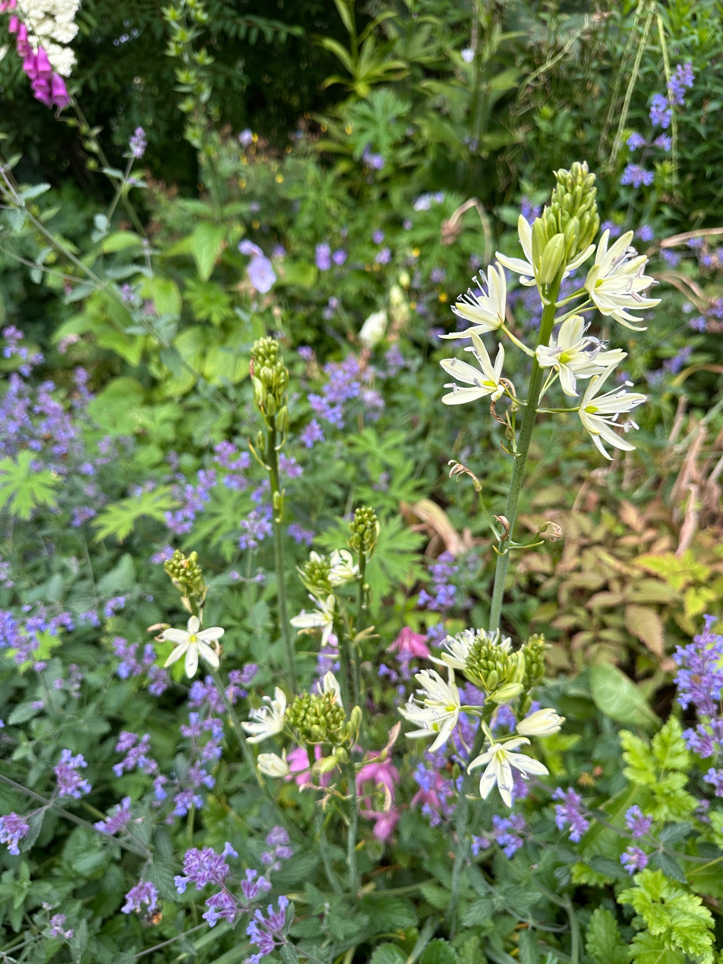 Camassia leichtlinii 'Silk River' - indíánalilja
