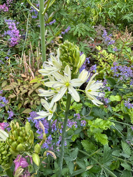 Camassia leichtlinii 'Silk River' - indíánalilja