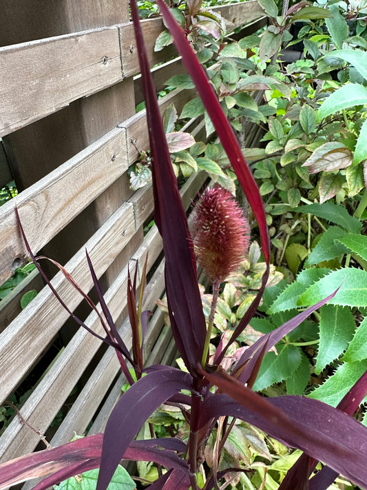 Setaria italica 'Red Jewel' - kólfhirsi