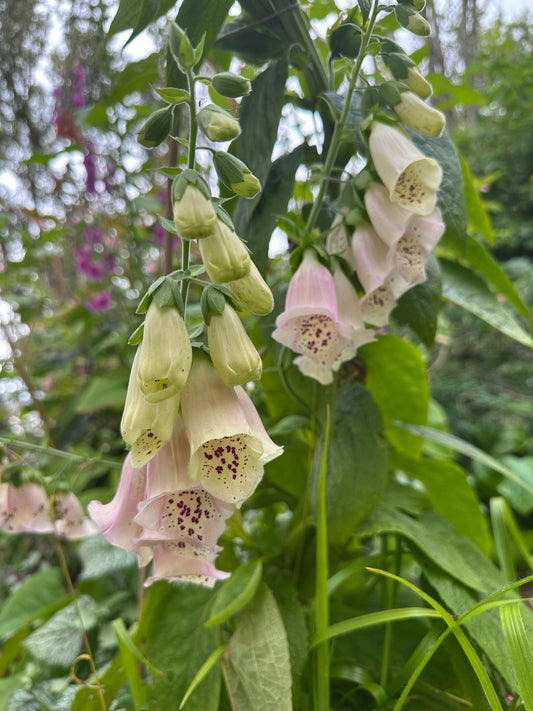 Digitalis purpurea, ljósgult/bleikt - fingurbjargarblóm