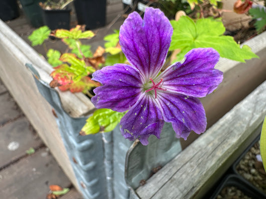 Geranium nodosum 'Clos du Coudray' - liðablágresi