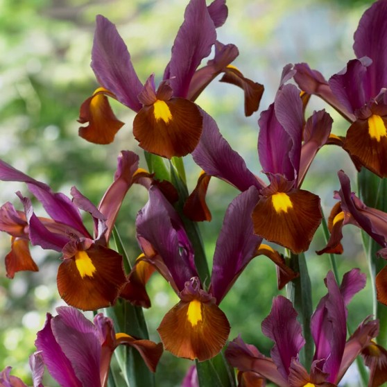 Iris x hollandica 'Red Ember'® - hollandsíris