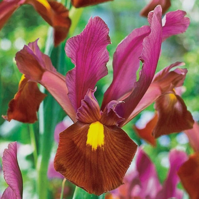 Iris x hollandica 'Red Ember'® - hollandsíris