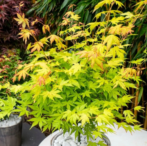 Acer palmatum 'Orange Dream' - japanshlynur