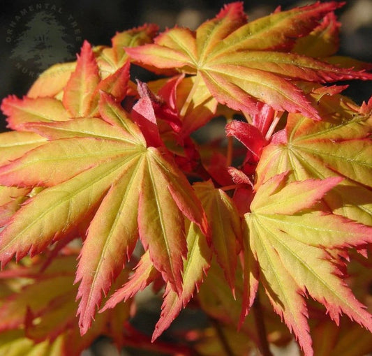 Acer palmatum 'Orange Dream' - japanshlynur
