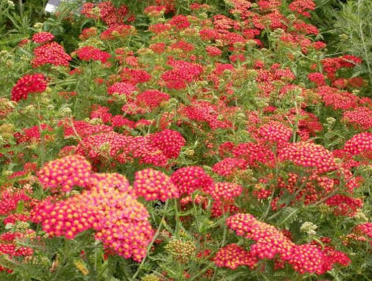 Achillea millefolium 'Paprika' - vallhumall