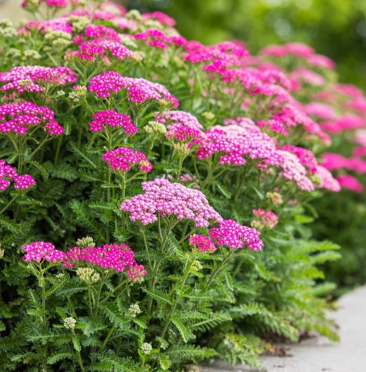 Achillea millefolium 'Milly Rock Rose' - vallhumall