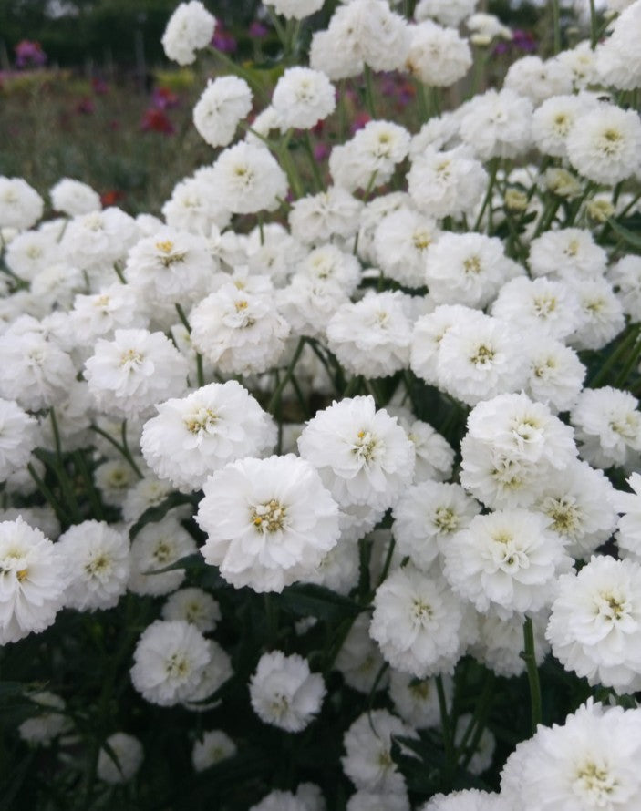 Achillea ptarmica 'Peter Cottontail' - silfurhnappur