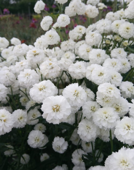 Achillea ptarmica 'Peter Cottontail' - silfurhnappur