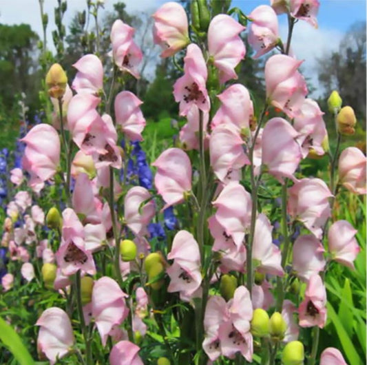Aconitum napellus 'Rubellum' - venusvagn