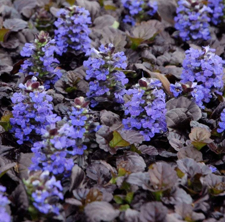 Ajuga reptans 'Black Scallop' - dvergavör