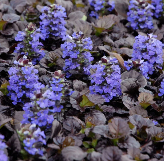 Ajuga reptans 'Black Scallop' - dvergavör