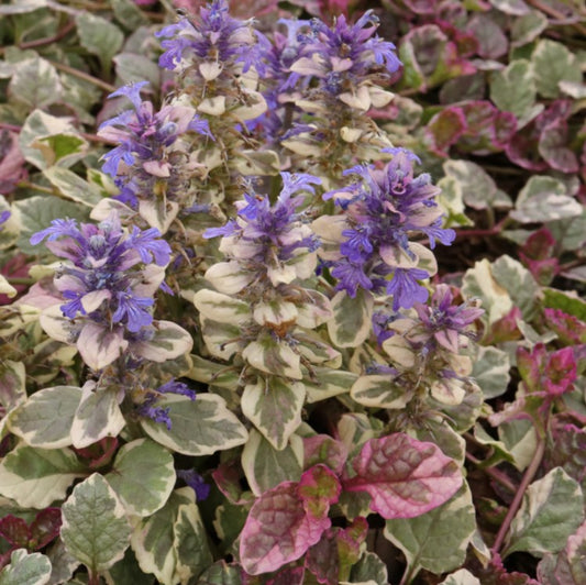 Ajuga reptans 'Burgundy Glow' - dvergavör