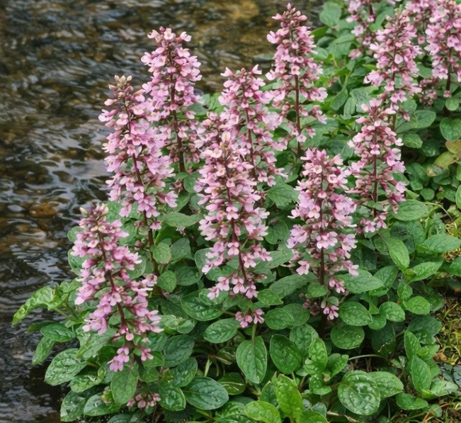 Ajuga reptans 'Rosea' - dvergavör