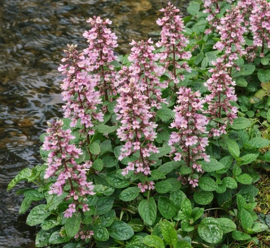 Ajuga reptans 'Rosea' - dvergavör