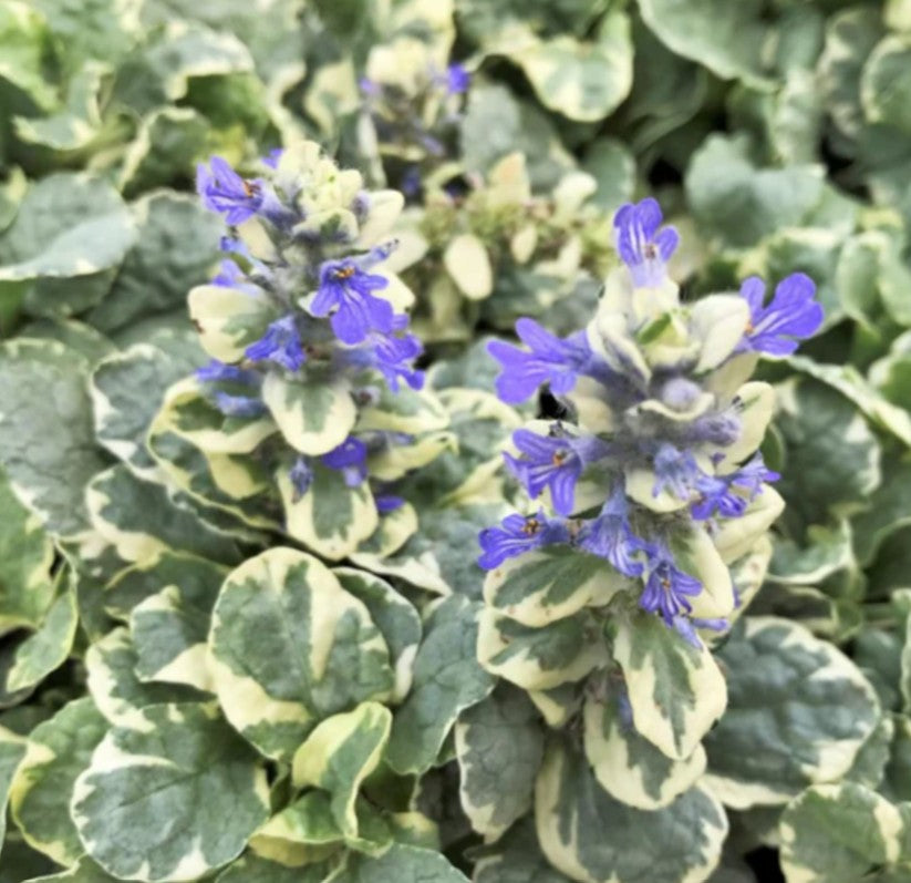 Ajuga reptans 'Variegata' - dvergavör