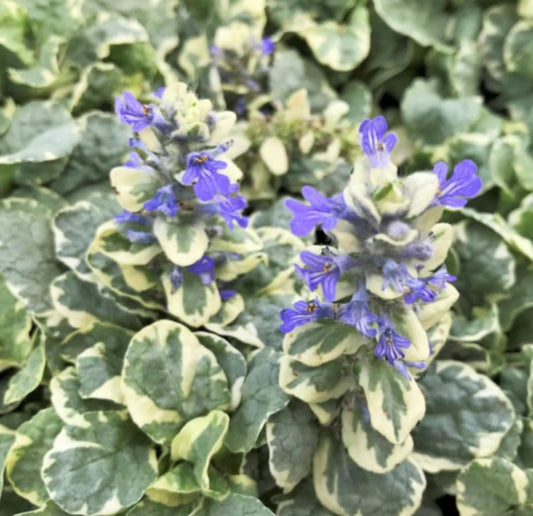 Ajuga reptans 'Variegata' - dvergavör