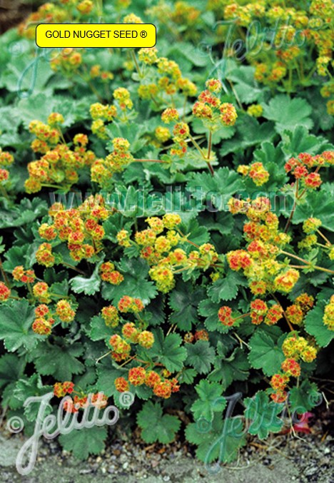 Alchemilla erythropoda - perlumaríustakkur