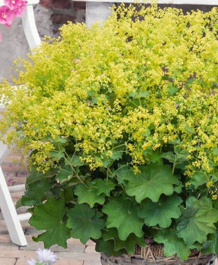 Alchemilla mollis 'Auslese' - garðamaríustakkur