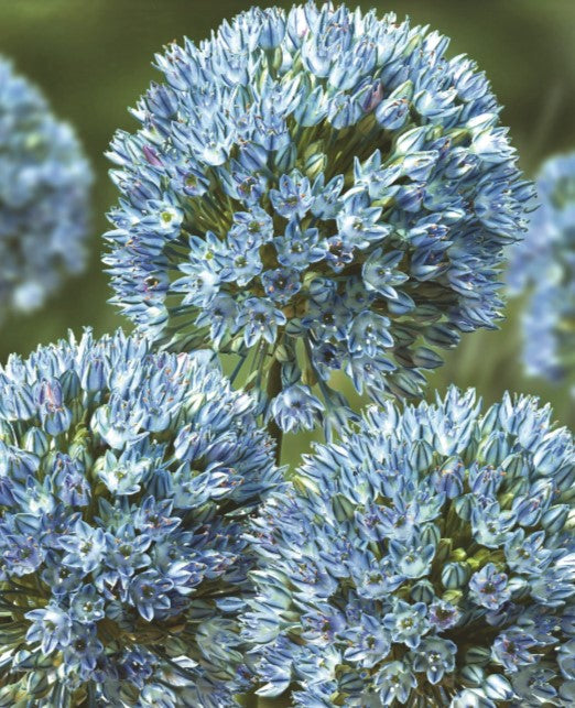 Allium caesium - dísalaukur
