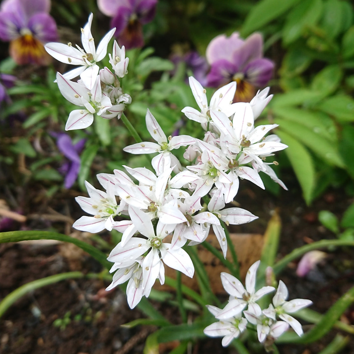 Allium 'Cameleon'® - skrautlaukur