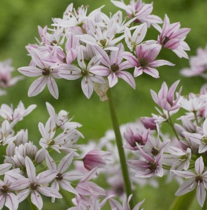 Allium 'Cameleon'® - skrautlaukur