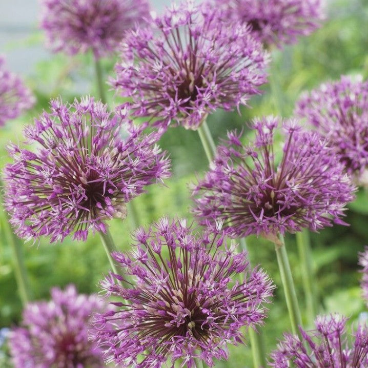 Allium 'Early Emperor' - skrautlaukur