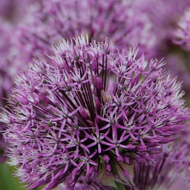 Allium 'Early Emperor' - skrautlaukur