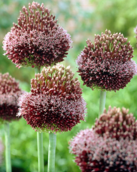 Allium 'Forelock' - skrautlaukur