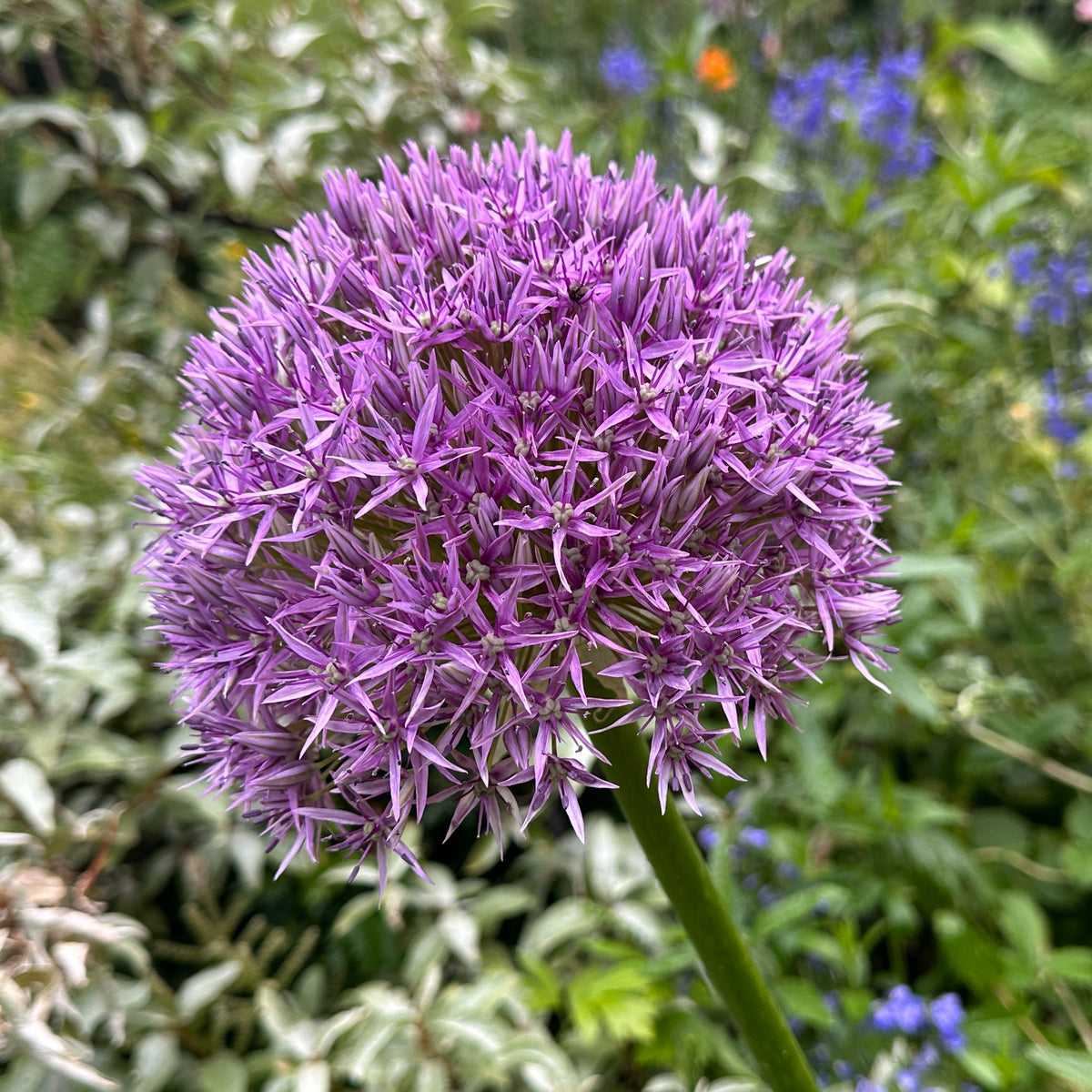 Allium 'Globemaster'® - skrautlaukur
