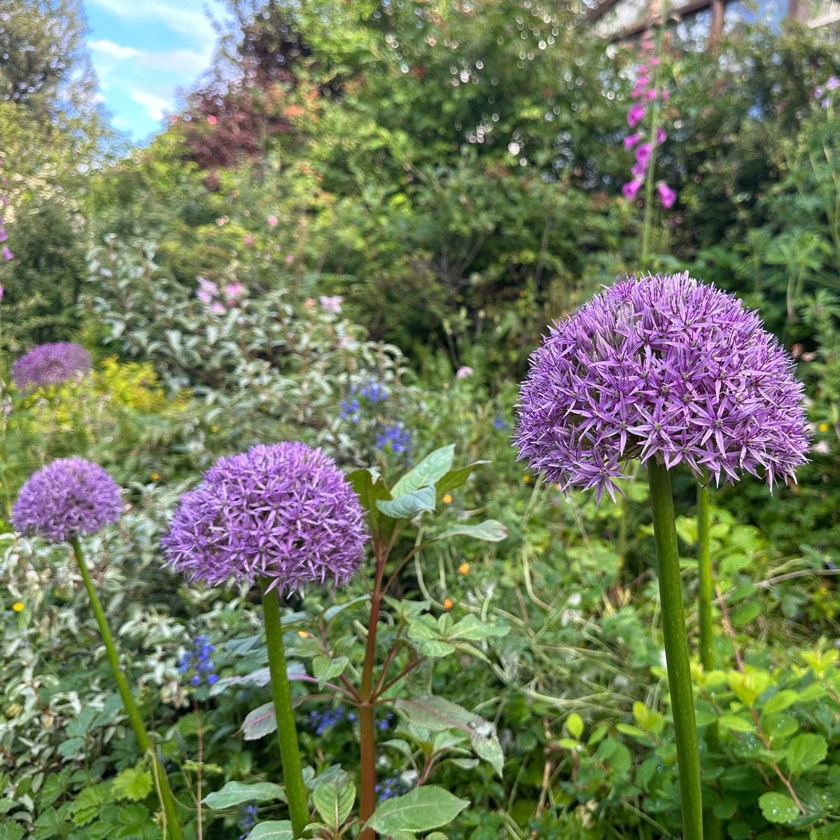 Allium 'Globemaster'® - skrautlaukur