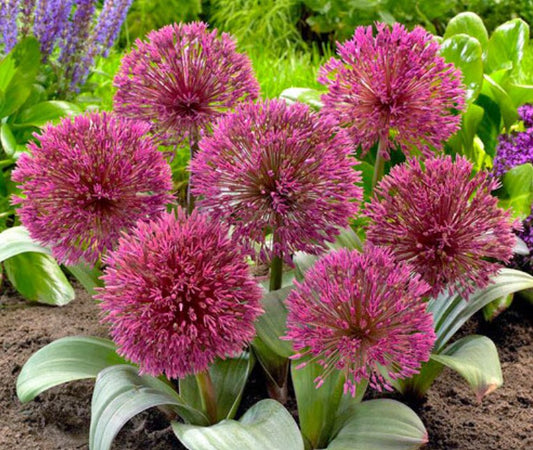 Allium karataviense 'Red Giant Star' - túrkestanlaukur