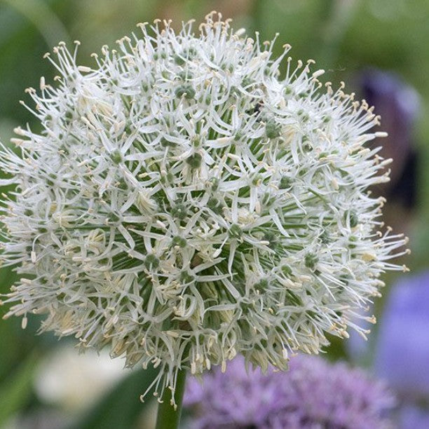 Allium 'Mont Blanc' - skrautlaukur