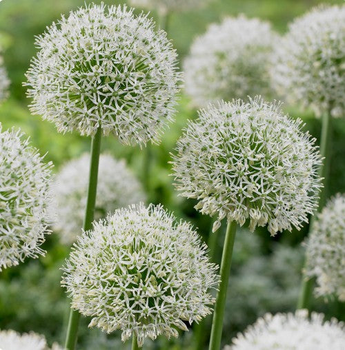 Allium 'Mont Blanc' - skrautlaukur