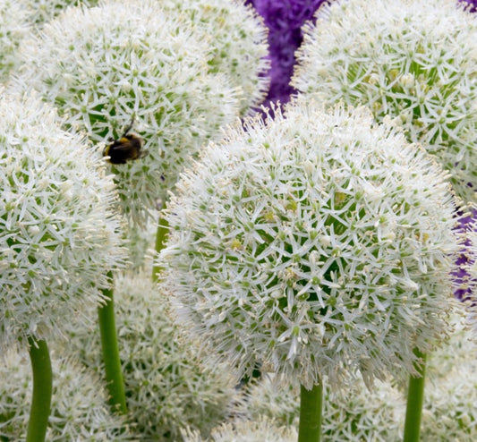 Allium stipitatum 'Mount Everest' - sveiplaukur