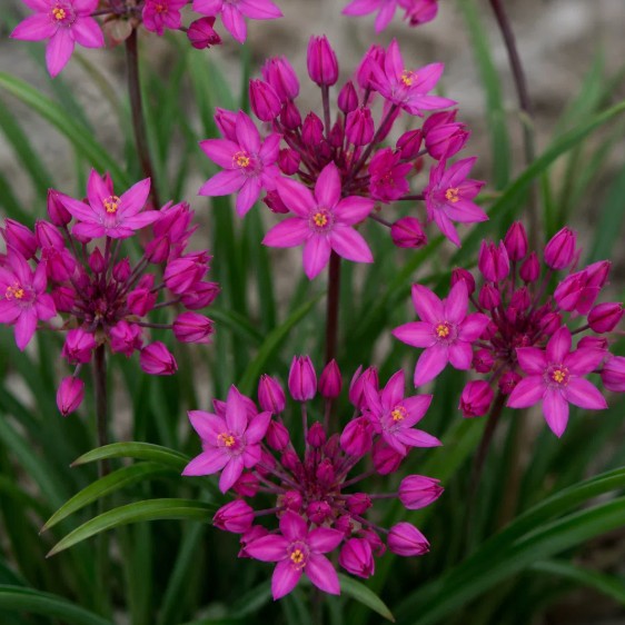 Allium oreophilum 'Baltimore'® - rósalaukur