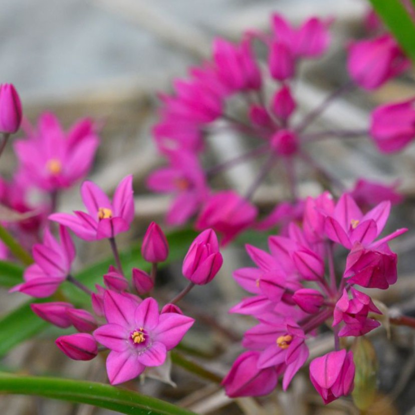 Allium oreophilum 'Baltimore'® - rósalaukur